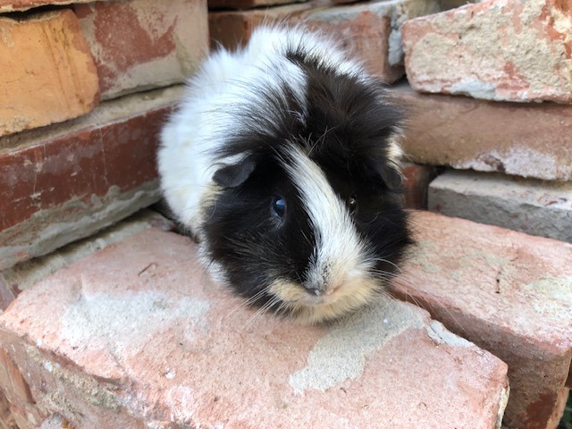 Maxi