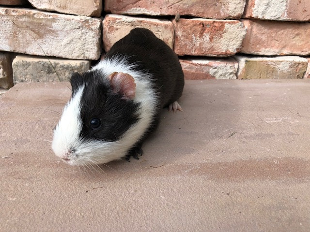 Maja
