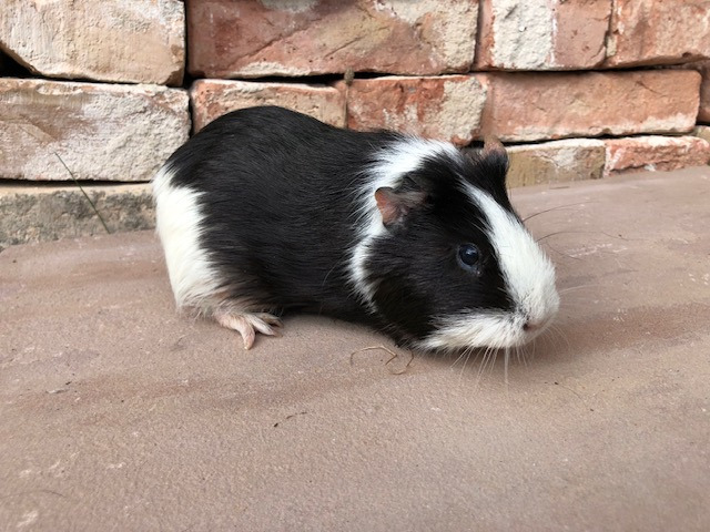 Maja