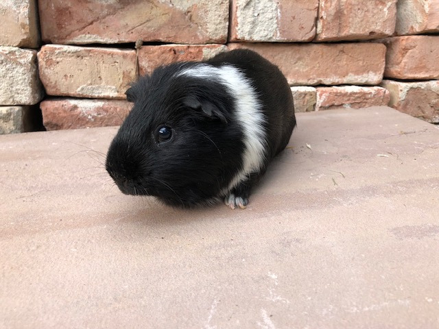 Leonard