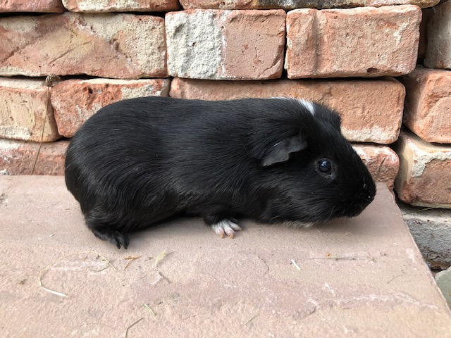 Leonard