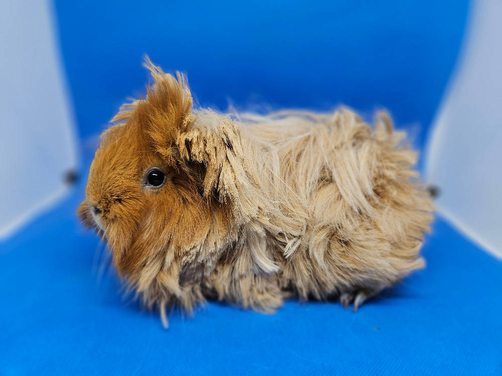 Caramel