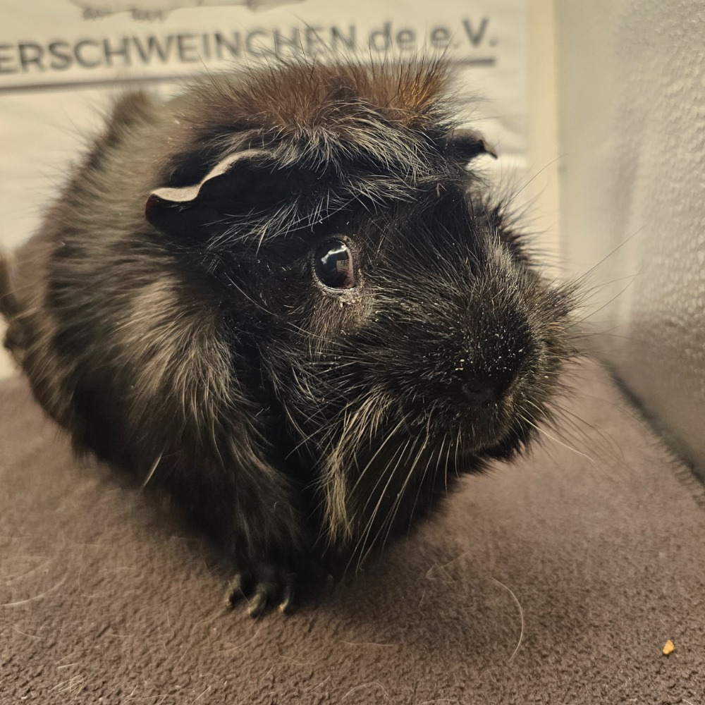 Lilo