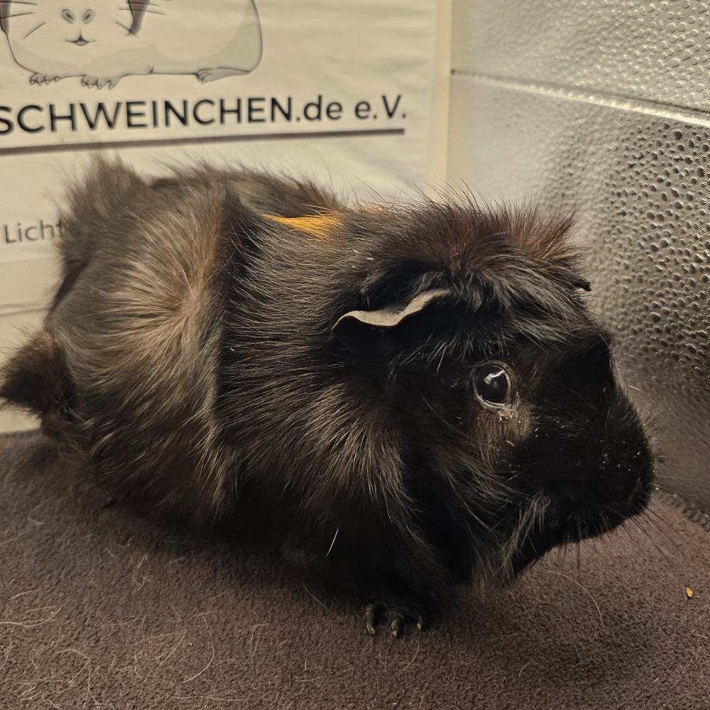 Lilo