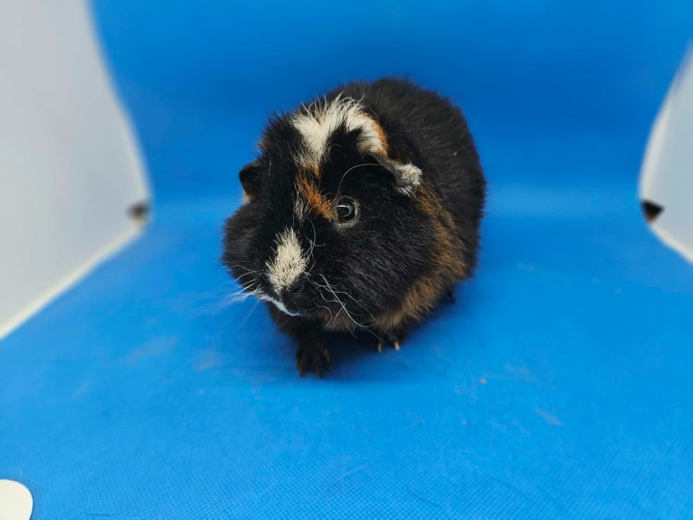Galileo